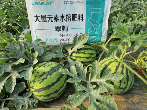 西瓜种植,翠姆水溶肥,水溶肥品牌
