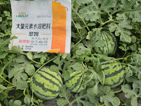 西瓜种植,翠姆水溶肥,水溶肥品牌