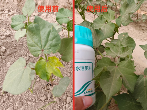 棉花种植,拉姆拉安碧解,药害