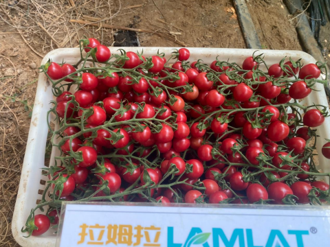 圣女果种植,翠姆水溶肥,水溶肥品牌