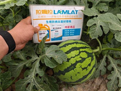 西瓜裂瓜,翠姆水溶肥,西瓜施肥