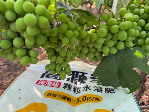 葡萄种植,拉姆拉滴灌级特种肥,水溶肥