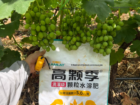 葡萄种植,拉姆拉滴灌级特种肥,水溶肥