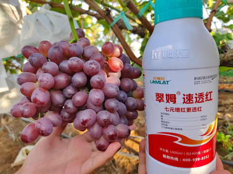 葡萄施肥,拉姆拉滴灌级特种肥,水溶肥