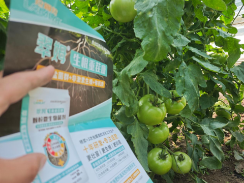 番茄种植,翠姆生根重茬康水溶肥