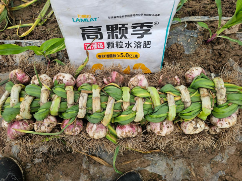 大蒜种植,拉姆拉高颗季,颗粒水溶肥