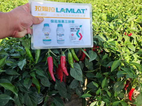 辣椒施肥,拉姆拉滴灌级特种肥,水溶肥品牌