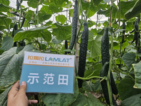 黄瓜种植,翠姆水溶肥,水溶肥