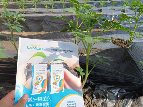 番茄施肥,翠姆水溶肥,水溶肥