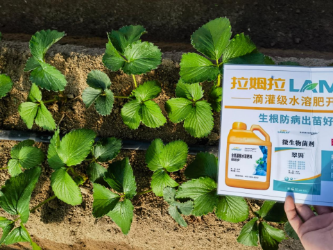 草莓种植,翠姆水溶肥,水溶肥品牌