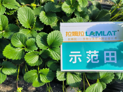 草莓种植,翠姆水溶肥,水溶肥品牌