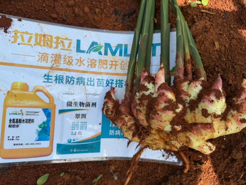 生姜施肥,拉姆拉水溶肥,水溶肥品牌