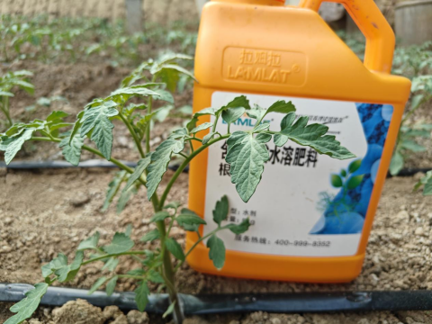 番茄种植,翠姆水溶肥,水溶肥